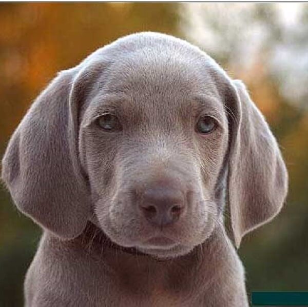 pup weimaraner