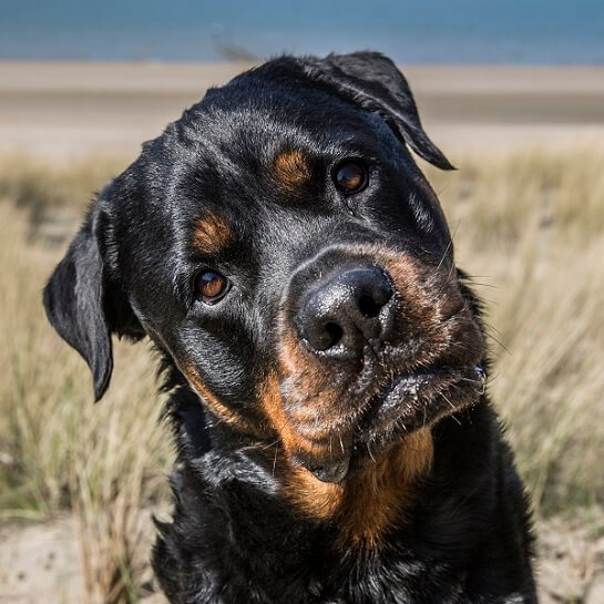 rottweiler kleine foto 545